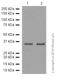 Western blot - Anti-Olig2 antibody [EPR2673] (ab109186), expandable thumbnail