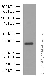 Western blot - Anti-Olig2 antibody [EPR2673] (ab109186), expandable thumbnail