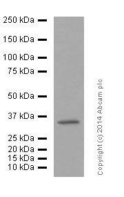 Western blot - Anti-Olig2 antibody [EPR2673] (ab109186), expandable thumbnail