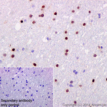 Immunohistochemistry (Formalin/PFA-fixed paraffin-embedded sections) - Anti-Olig2 antibody [EPR2673] - BSA and Azide free (AB220796)