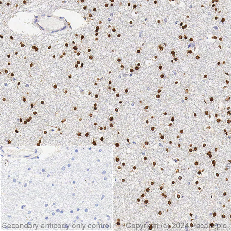 Immunohistochemistry (Formalin/PFA-fixed paraffin-embedded sections) - Anti-Olig2 antibody [EPR2673] - BSA and Azide free (AB220796)