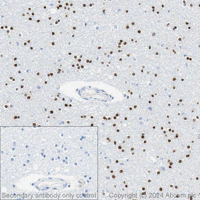 Immunohistochemistry (Formalin/PFA-fixed paraffin-embedded sections) - Anti-Olig2 antibody [EPR2673] - BSA and Azide free (AB220796)