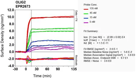 OI-RD Scanning - Anti-Olig2 antibody [EPR2673] - BSA and Azide free (AB220796)