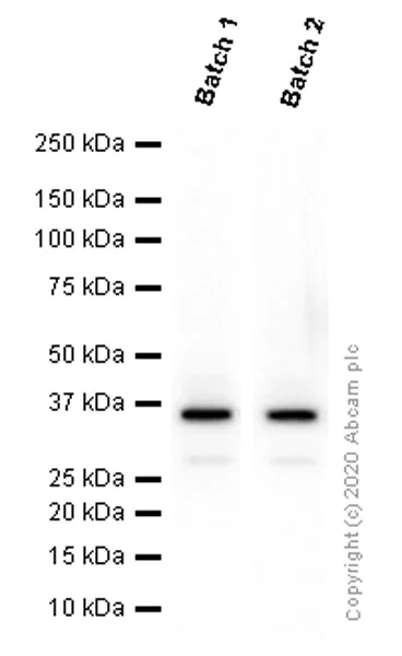 Western blot - Anti-Olig2 antibody [EPR2673] - BSA and Azide free (AB220796)
