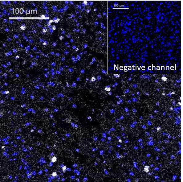 Imaging Mass Cytometry - Anti-Olig2 antibody [EPR2673] - Oligodendrocyte Marker (AB109186)