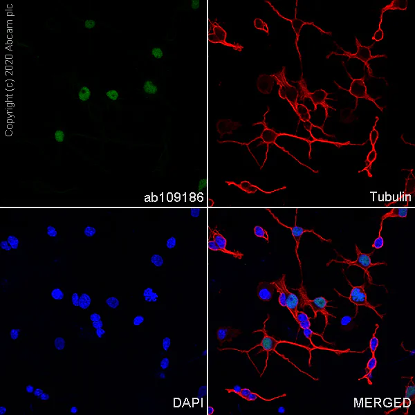 Immunocytochemistry/ Immunofluorescence - Anti-Olig2 antibody [EPR2673] - Oligodendrocyte Marker (AB109186)
