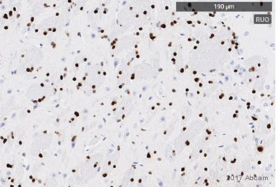 Immunohistochemistry (Formalin/PFA-fixed paraffin-embedded sections) - Anti-Olig2 antibody [EPR2673] - Oligodendrocyte Marker (AB109186)