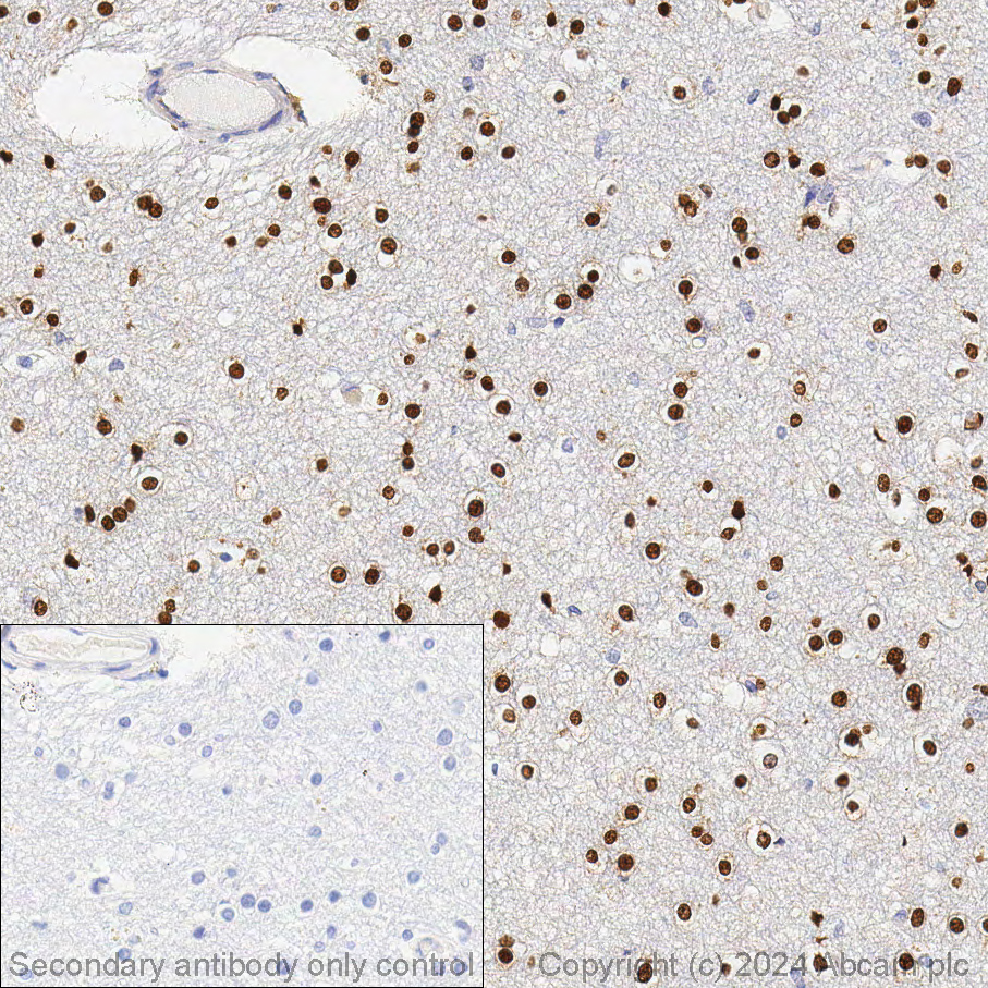 Immunohistochemistry (Formalin/PFA-fixed paraffin-embedded sections) - Anti-Olig2 antibody [EPR2673] - Oligodendrocyte Marker (AB109186)