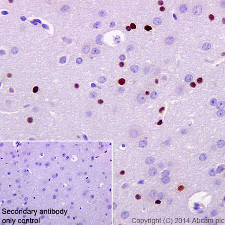 Immunohistochemistry (Formalin/PFA-fixed paraffin-embedded sections) - Anti-Olig2 antibody [EPR2673] - Oligodendrocyte Marker (AB109186)