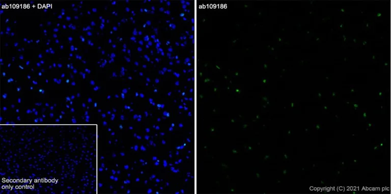 Immunohistochemistry (Frozen sections) - Anti-Olig2 antibody [EPR2673] - Oligodendrocyte Marker (AB109186)