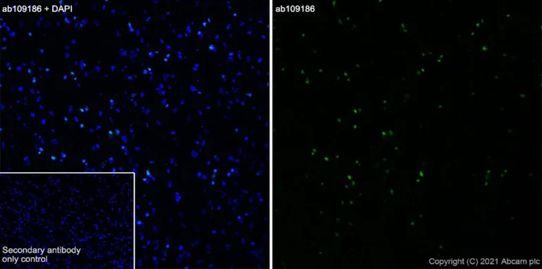 Immunohistochemistry (Frozen sections) - Anti-Olig2 antibody [EPR2673] - Oligodendrocyte Marker (AB109186)