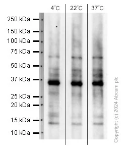 Western blot - Anti-Olig2 antibody [EPR2673] - Oligodendrocyte Marker (AB109186)