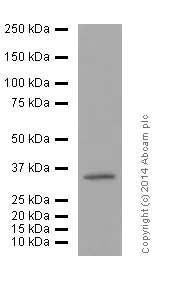 Western blot - Anti-Olig2 antibody [EPR2673] - Oligodendrocyte Marker (AB109186)