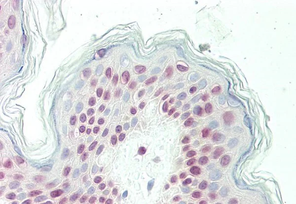 Immunohistochemistry (Formalin/PFA-fixed paraffin-embedded sections) - Anti-Olig3 antibody (AB230626)