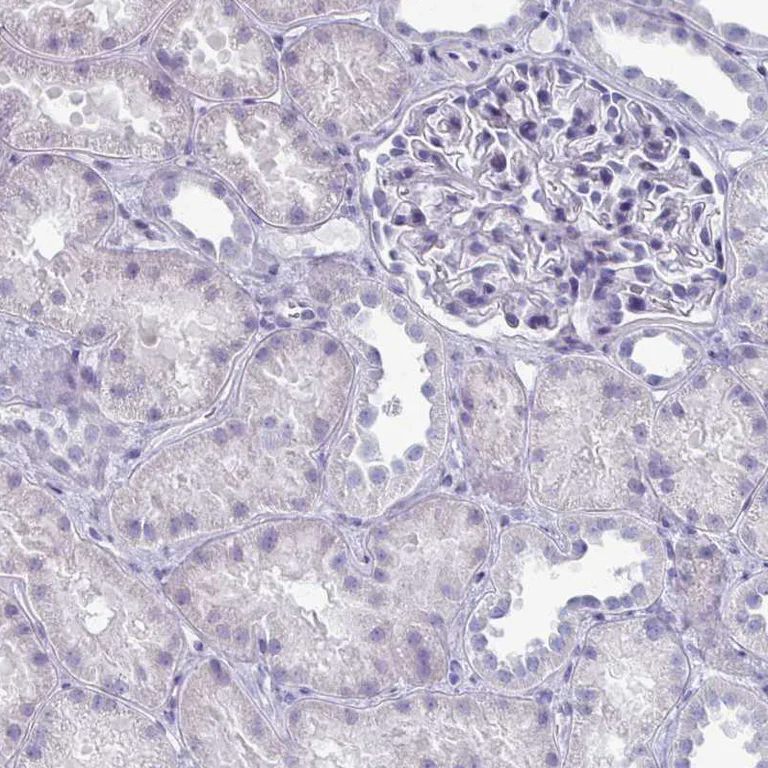 Immunohistochemistry (Formalin/PFA-fixed paraffin-embedded sections) - Anti-Oligodendrocyte myelin glycoprotein antibody (AB224254)