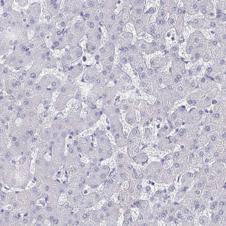 Immunohistochemistry (Formalin/PFA-fixed paraffin-embedded sections) - Anti-Oligodendrocyte myelin glycoprotein antibody (AB224254)