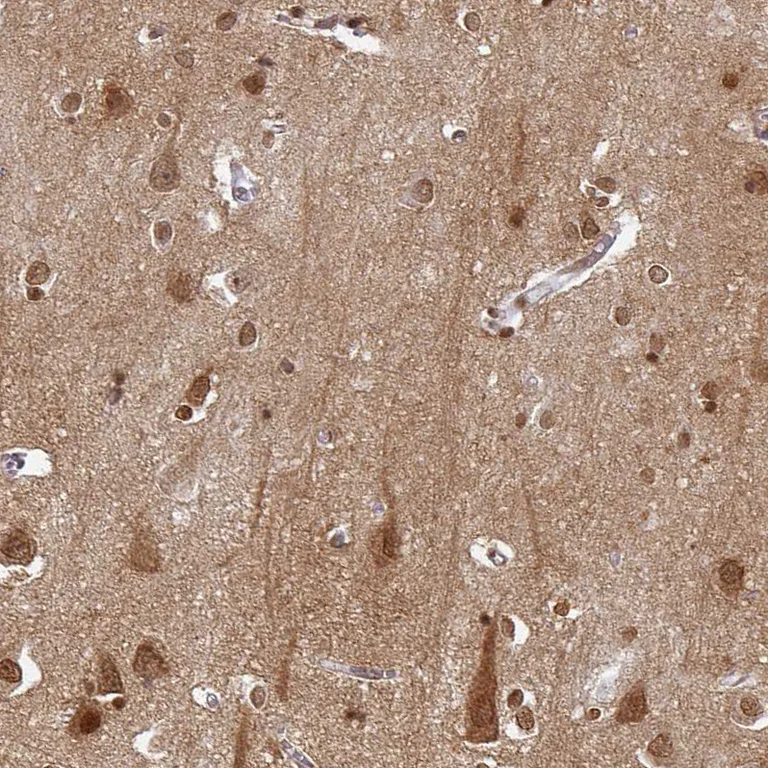 Immunohistochemistry (Formalin/PFA-fixed paraffin-embedded sections) - Anti-Oligodendrocyte myelin glycoprotein antibody (AB224254)