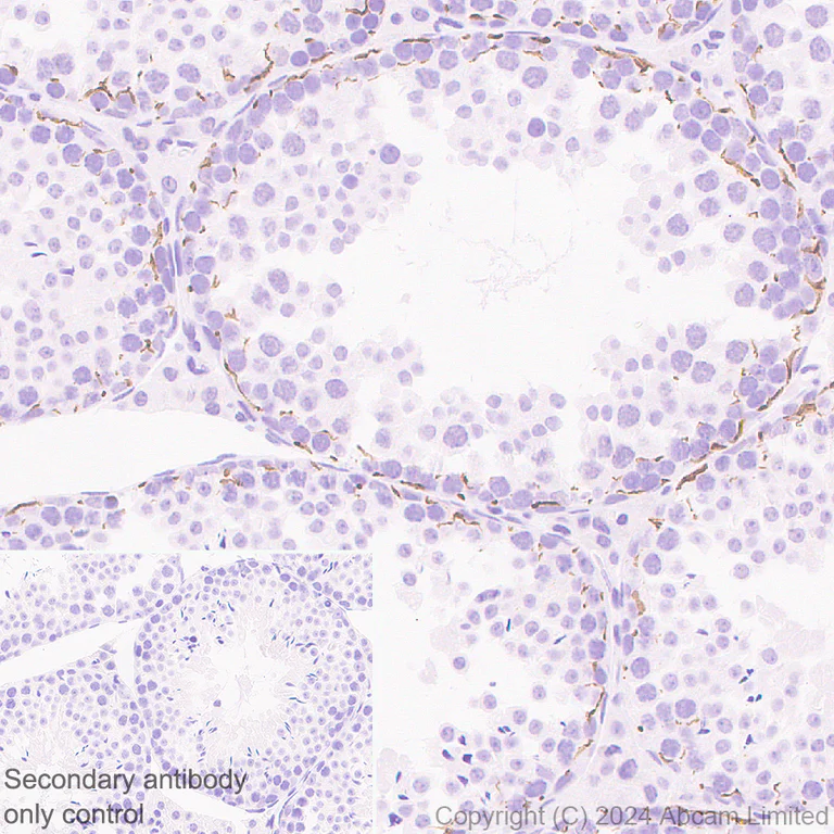 Immunohistochemistry (Formalin/PFA-fixed paraffin-embedded sections) - Anti-Oligodendrocyte Specific Protein antibody [EPR29593-15] (AB323317)