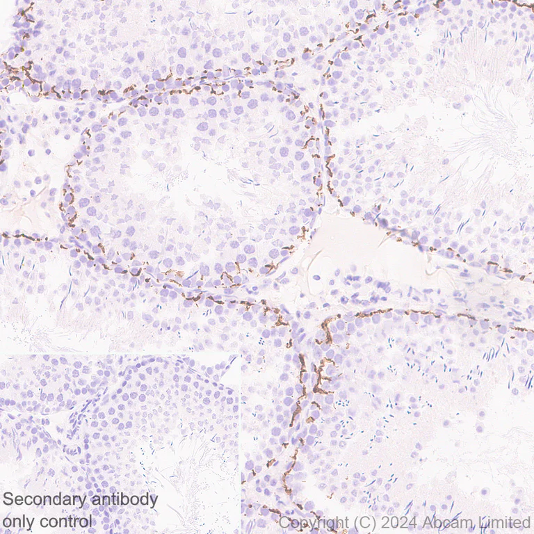 Immunohistochemistry (Formalin/PFA-fixed paraffin-embedded sections) - Anti-Oligodendrocyte Specific Protein antibody [EPR29593-15] (AB323317)