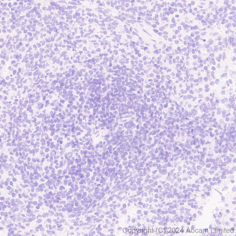 Immunohistochemistry (Formalin/PFA-fixed paraffin-embedded sections) - Anti-Oligodendrocyte Specific Protein antibody [EPR29593-15] (AB323317)