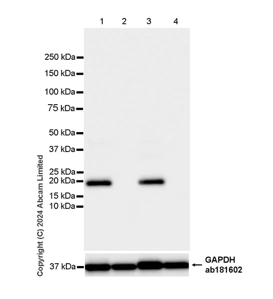 Western blot - Anti-Oligodendrocyte Specific Protein antibody [EPR29593-15] (AB323317)