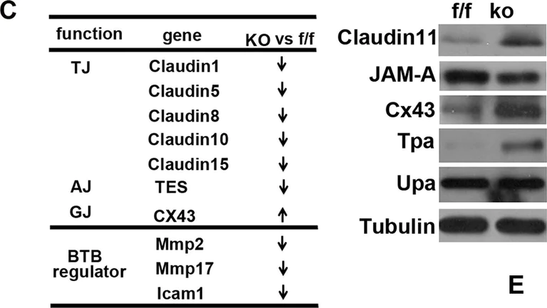 Western blot - Anti-Oligodendrocyte Specific Protein antibody - Oligodendrocyte Marker (AB53041)
