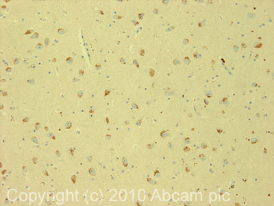 Immunohistochemistry (Formalin/PFA-fixed paraffin-embedded sections) - Anti-Oligodendrocyte Specific Protein antibody - Oligodendrocyte Marker (AB7474)