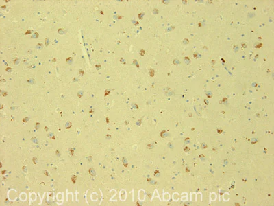 Immunohistochemistry (Formalin/PFA-fixed paraffin-embedded sections) - Anti-Oligodendrocyte Specific Protein antibody - Oligodendrocyte Marker (AB7474)
