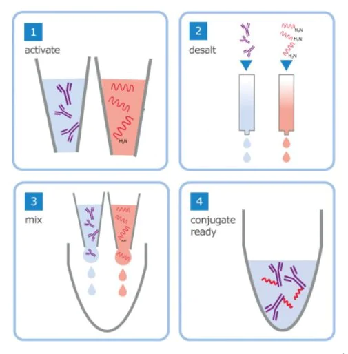 Conjugation - Oligonucleotide Conjugation Kit (AB218260)