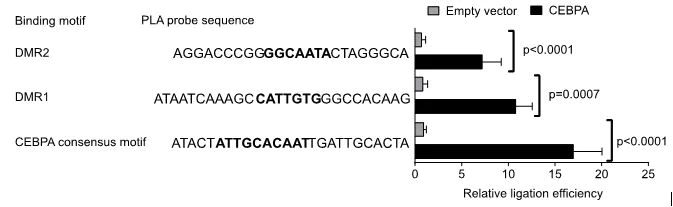 Conjugation - Oligonucleotide Conjugation Kit (AB218260)