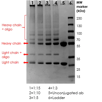 Conjugation - Oligonucleotide Conjugation Kit (AB218260)