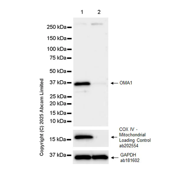 Western blot - Anti-OMA1 antibody [EPR29198-78] (AB324586)