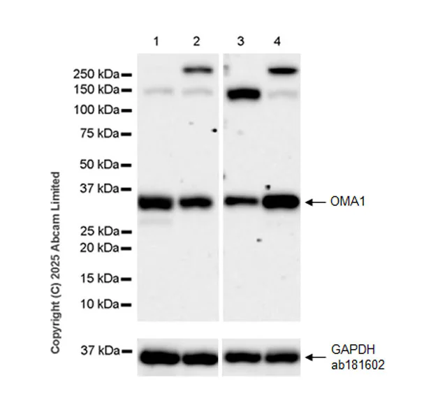 Western blot - Anti-OMA1 antibody [EPR29198-78] (AB324586)
