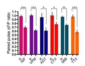 Functional Studies - omega-Agatoxin IVA, Ca2+ channel blocker (P and Q type) (AB120210)