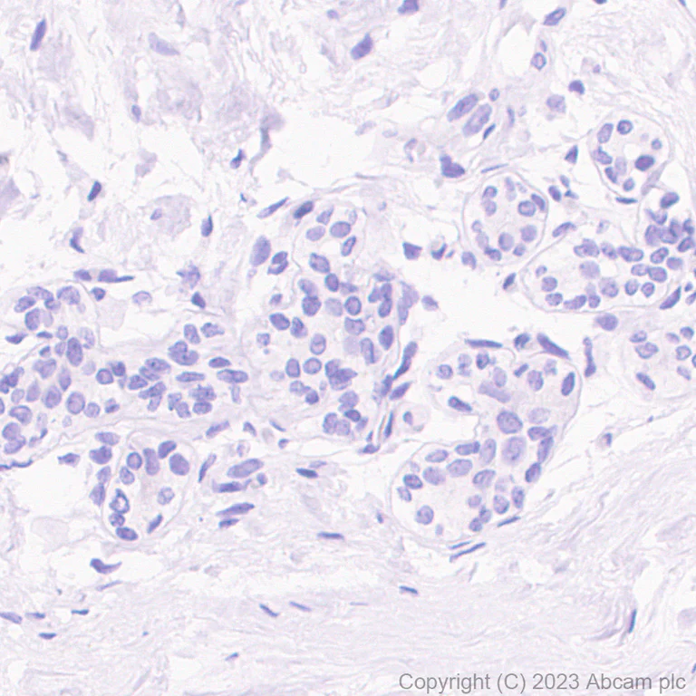 Immunohistochemistry (Formalin/PFA-fixed paraffin-embedded sections) - Anti-Oncostatin M/OSM antibody [EPR26065-14] - BSA and Azide free (AB307952)