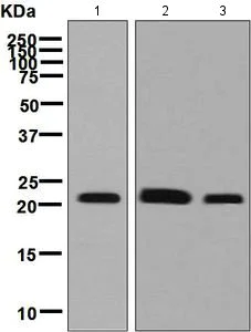 Western blot - Anti-Oncostatin M/OSM antibody [EPR7150] - BSA and Azide free (AB206992)
