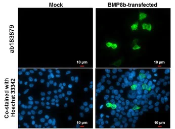 Immunocytochemistry/ Immunofluorescence - Anti-OP-2 antibody (AB183879)