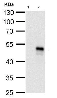 Western blot - Anti-OP-2 antibody (AB183879)