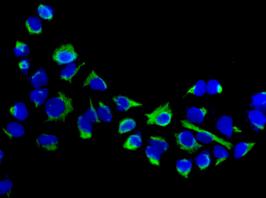 Immunocytochemistry/ Immunofluorescence - Anti-OP-2 antibody [EPR13357] - BSA and Azide free (AB250466)