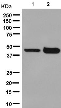 Western blot - Anti-OP-2 antibody [EPR13357] - BSA and Azide free (AB250466)