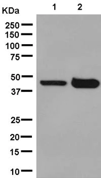 Western blot - Anti-OP-2 antibody [EPR13357] - BSA and Azide free (AB250466)