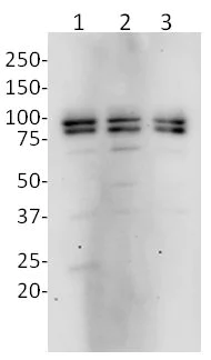 Western blot - Anti-OPA1 antibody [1E81D9] (AB119685)