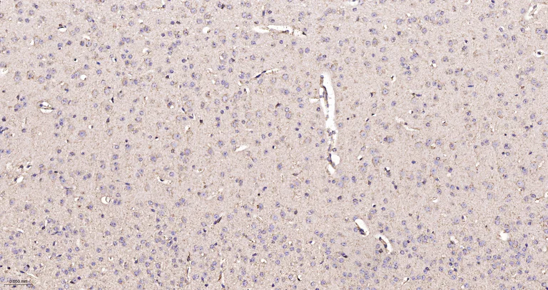 Immunohistochemistry (Formalin/PFA-fixed paraffin-embedded sections) - Anti-OPA1 antibody [9A7] (AB326711)