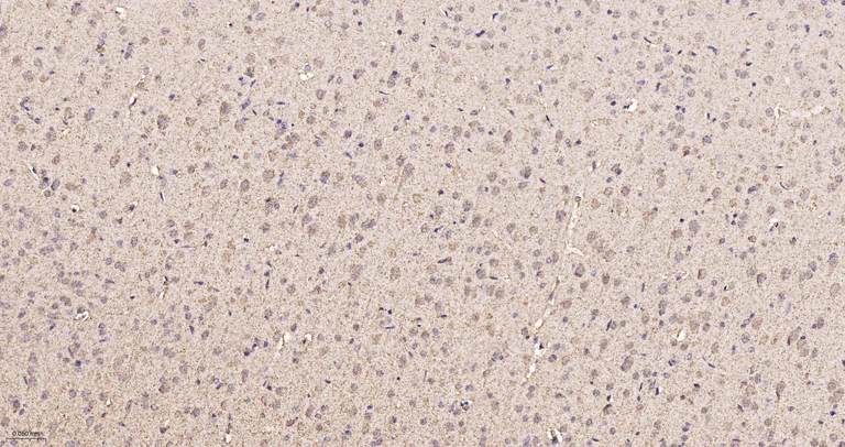 Immunohistochemistry (Formalin/PFA-fixed paraffin-embedded sections) - Anti-OPA1 antibody [9A7] (AB326711)
