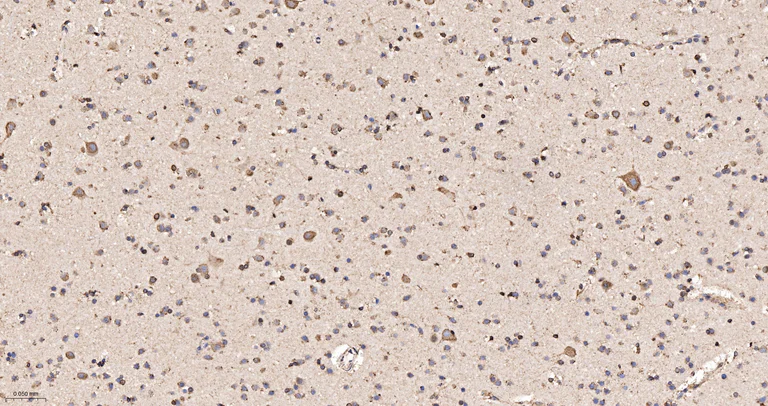Immunohistochemistry (Formalin/PFA-fixed paraffin-embedded sections) - Anti-OPA1 antibody [9A7] (AB326711)