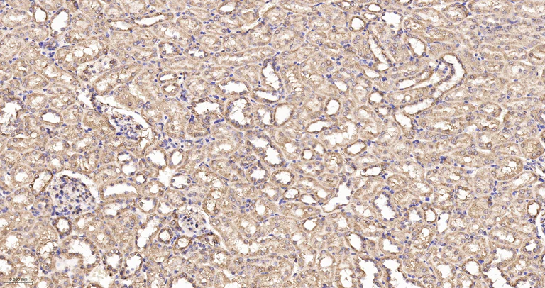 Immunohistochemistry (Formalin/PFA-fixed paraffin-embedded sections) - Anti-OPA1 antibody [9A7] (AB326711)