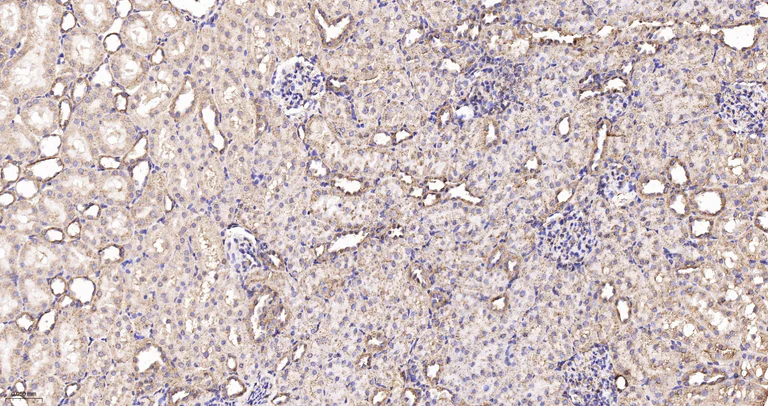 Immunohistochemistry (Formalin/PFA-fixed paraffin-embedded sections) - Anti-OPA1 antibody [9A7] (AB326711)