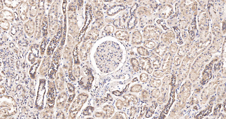 Immunohistochemistry (Formalin/PFA-fixed paraffin-embedded sections) - Anti-OPA1 antibody [9A7] (AB326711)