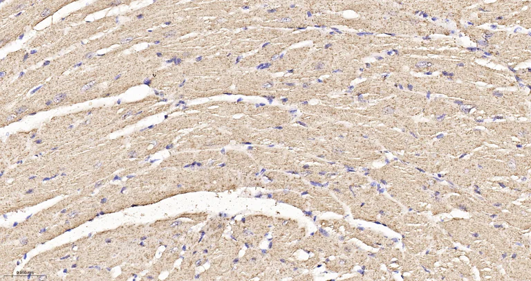Immunohistochemistry (Formalin/PFA-fixed paraffin-embedded sections) - Anti-OPA1 antibody [9A7] (AB326711)