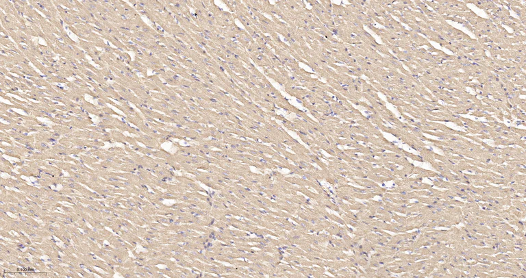 Immunohistochemistry (Formalin/PFA-fixed paraffin-embedded sections) - Anti-OPA1 antibody [9A7] (AB326711)